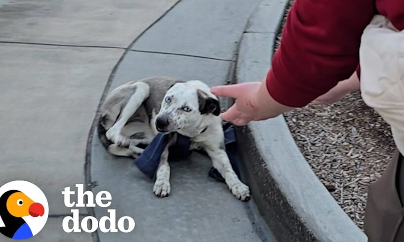 They Just Got This Abandoned Dog's Owner On The Phone | The Dodo