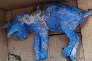 They Painted Her Blue For Fun Then Discarded Her Crying In The Middle Of The Rain...