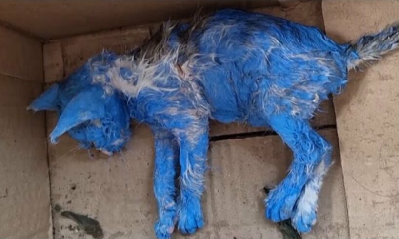 They Painted Her Blue For Fun Then Discarded Her Crying In The Middle Of The Rain...