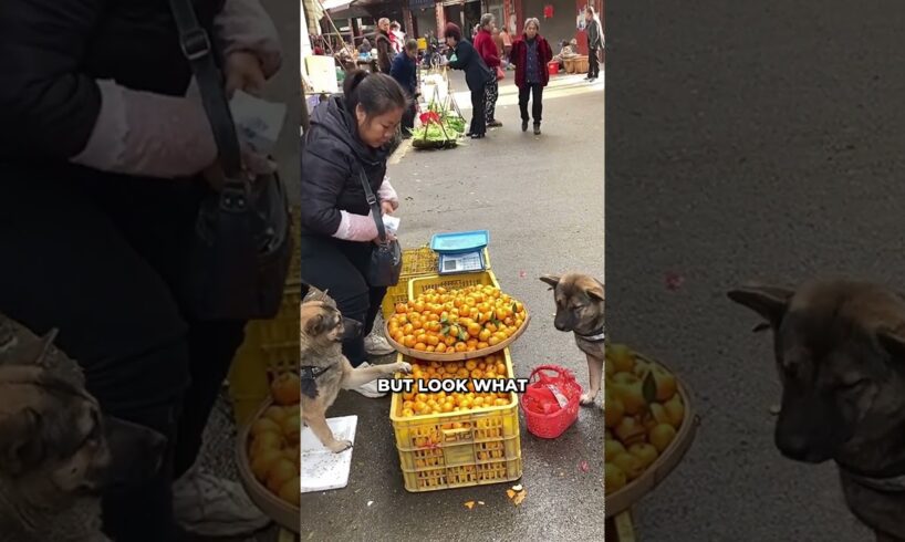 This Dog Helps Its Disabled Owner! 👏