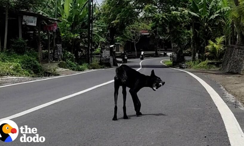 This Injured Dog Wouldn't Let Anyone Touch Him Until.... | The Dodo