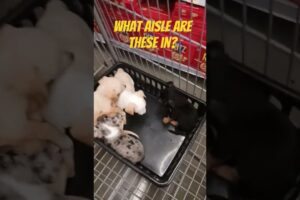 This group of pups were shopping in Walmart! #petlovers #puppies #cute dogs #shorts #lol