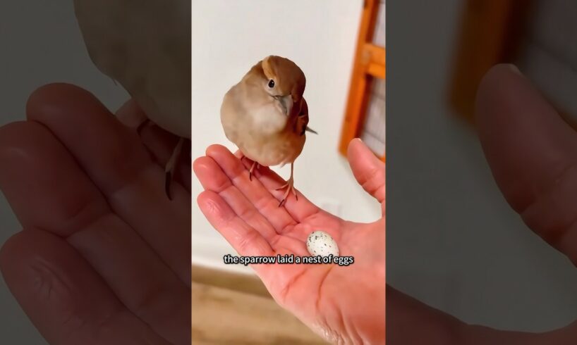 This is a clingy little sparrow #animals #rescue #recovery #bird #sparrow #shortvideo #shorts