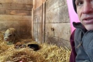 This pig spent 10 years in dark stall. Watch how she responds to love.