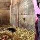 This pig spent 10 years in dark stall. Watch how she responds to love.