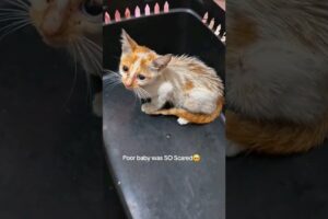 This tiny, sick Kitten was Bullied by Bigger Cats😭💔 #shorts