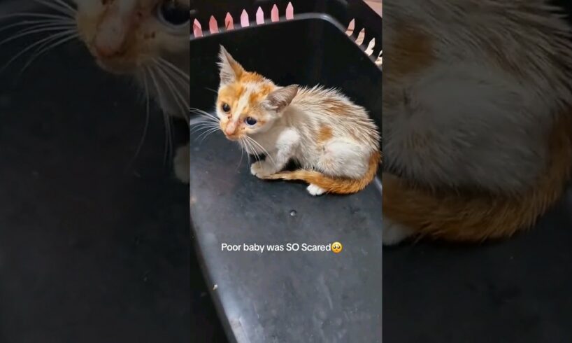 This tiny, sick Kitten was Bullied by Bigger Cats😭💔 #shorts