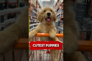 Three Cutest Puppies in the world | Cute dogs | Puppies Pets  | #animalbehaviour #animaldocumentary