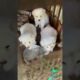 Three cute puppies ❤️❤️❤️ #love #cute #puppy #dog #youtubeshorts #viralvideo #tranding #doglover