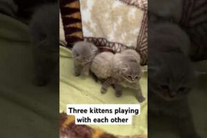 Three kittens playing with each other #cat #catlover #animals #kitten