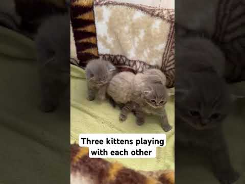 Three kittens playing with each other #cat #catlover #animals #kitten