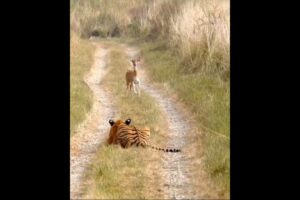 Tiger Attack Fawn(Deer Cubs). please subscribe my YouTube #cats  #animal #tiger #viral #ranthambor