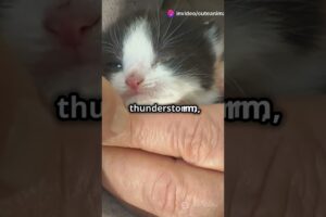 Tiny Heroes! Cute Adorable Kitten Rescues That Will Melt Your Heart! | Kitten Videos | Animal Rescue