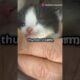 Tiny Heroes! Cute Adorable Kitten Rescues That Will Melt Your Heart! | Kitten Videos | Animal Rescue