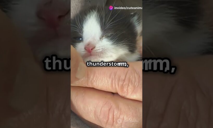 Tiny Heroes! Cute Adorable Kitten Rescues That Will Melt Your Heart! | Kitten Videos | Animal Rescue