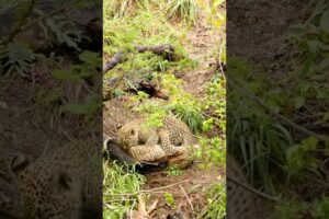 Tiny Leopard Cubs Venture Out to Play While Mom's Away!