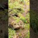 Tiny Leopard Cubs Venture Out to Play While Mom's Away!