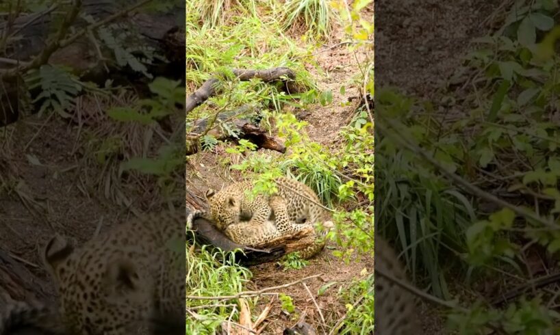 Tiny Leopard Cubs Venture Out to Play While Mom's Away!