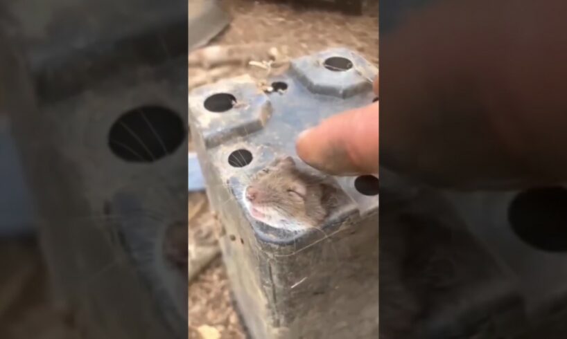 Tiny Mouse's Pot Rescue🥲#shorts #animals #rescue