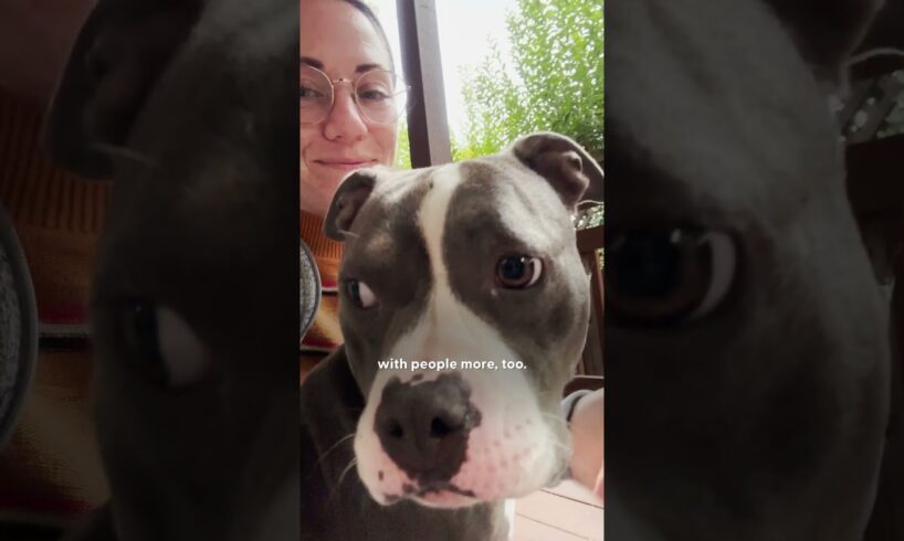 Tiny Rescue Pittie Was Too Scared To Walk | The Dodo