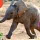 Too Cute To Handle: Baby Elephant, Gorilla, Bison | Baby Animals 101