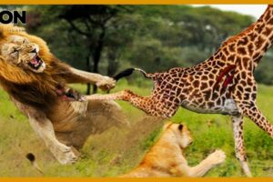 Top 10 Shocking Giraffe Fight In The Wild, You Won’t Believe What Happens 🦁😯 | Animal Fights