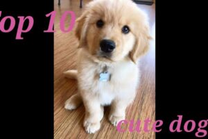 Top 10 cutest dog breeds