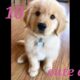 Top 10 cutest dog breeds