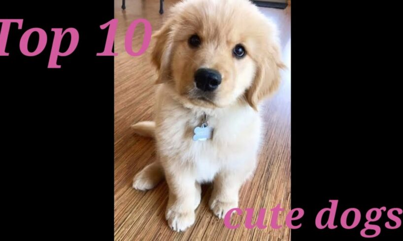 Top 10 cutest dog breeds