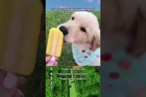 Top 5 Cutest Puppy Moments