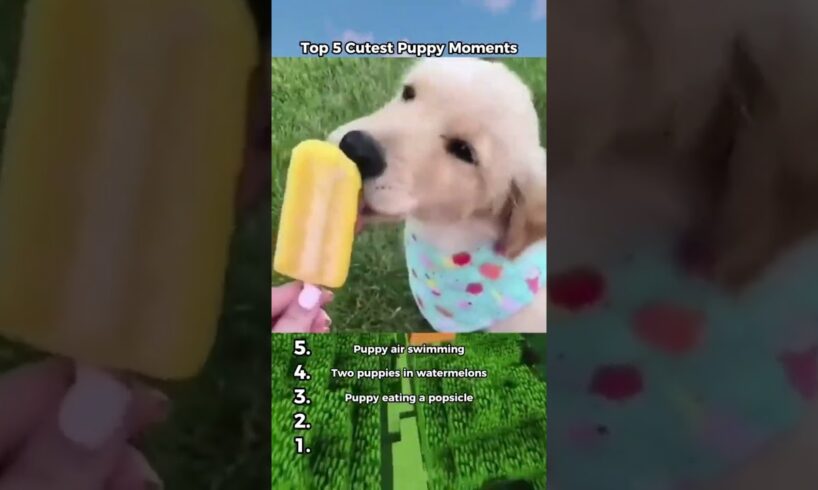 Top 5 Cutest Puppy Moments