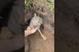 Trying to get a free forest Puppy be like... #coyote #puppy #weavethecoyote #duckandweave