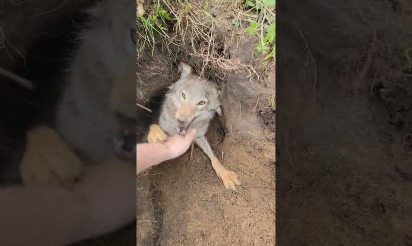 Trying to get a free forest Puppy be like... #coyote #puppy #weavethecoyote #duckandweave