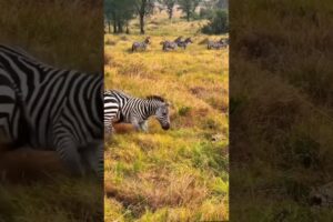 Two Zebra Fight anyone #short #shortsfeed #wildlife #trending  #lionvsgiraffe #animals #fact