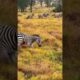 Two Zebra Fight anyone #short #shortsfeed #wildlife #trending  #lionvsgiraffe #animals #fact