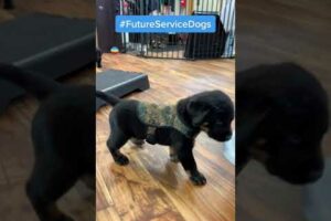 WCC #Shorts: Essex's #puppies trying on vests! #furtheloveofveterans #FutureServiceDogs #cute #puppy