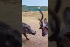 Wild Clash: Warthog Battles Kudu in Intense Face-off