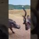 Wild Clash: Warthog Battles Kudu in Intense Face-off