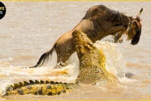 Wildlife Laws Only the Fastest Will Survive | Greatest Animal Fight
