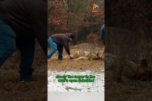 Wolf King and Village Savior #animals #rescue #shortvideo #shorts