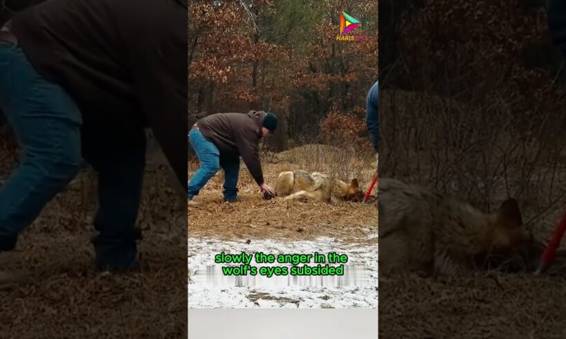 Wolf King and Village Savior #animals #rescue #shortvideo #shorts