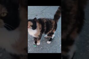 Woman Callously Throws Cat into the Cold at Market #animals#cats #kittens #wildlife #catdogs