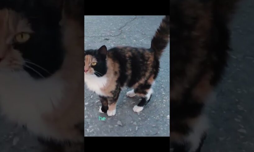 Woman Callously Throws Cat into the Cold at Market #animals#cats #kittens #wildlife #catdogs