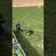 Workers Pick Watermelon With Synchronized Teamwork