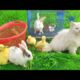 World Cute Cat, Colorful Ducks, Cat,Rabbite,Ducklings ,Cute Animals playing Together |