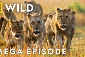 World's Deadliest MEGA EPISODE | Season 1 Full Episodes | Nat Geo Wild