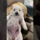 Wow, Look At These Adorable Cute Puppies So Cute! 🐶😍😘 -EPS1079 #puppieshorts