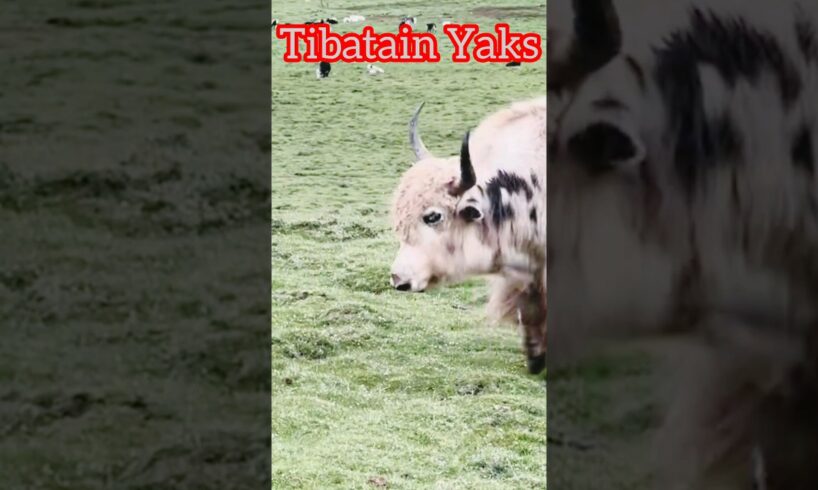 Yaks l Tibetan yak fight l Yak Breed l @viralyak