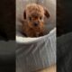 You’ve got me😭5 weeks old baby boy #puppyvideos #shorts #cutest #puppies #cute #puppy