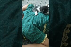 #animal rescue #cute #rescued #kitten #love #baby #girl #new bornkittens playing with baby girl #wow